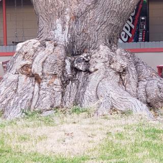 A close-up view of the thick roots of a tree, surrounded by green grass.