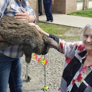 A woman joyfully interacts with a large rabbit, enjoying a moment outdoors.
