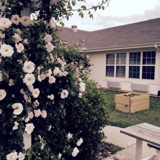 A charming backyard garden with blooming white flowers and a cozy house in the background.