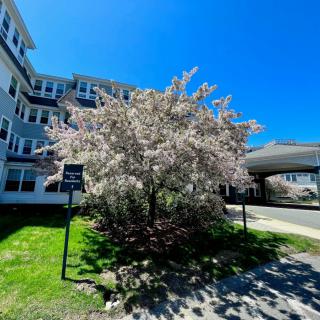 A blossoming tree next to a building on a bright, sunny day.