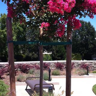 A garden scene featuring a tree with vibrant pink flowers.