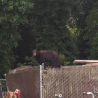A bear standing on top of a structure in a forested area.
