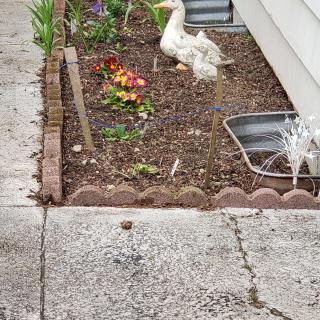 A small garden bed with a white bird statue, colorful flowers, and adjacent to a sidewalk.