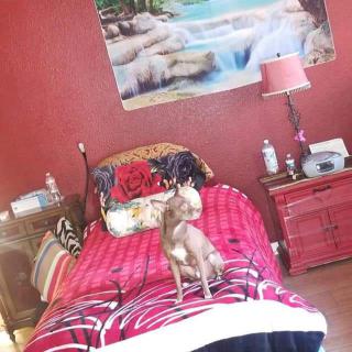A small dog sits on a bed in a red-walled bedroom with various decorations.