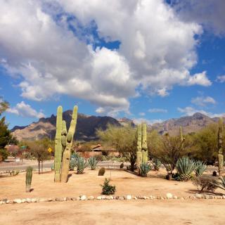 A scenic desert landscape featuring towering cacti under a partly cloudy sky with mountains in the background.