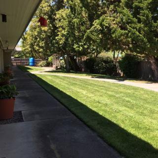 A sunny outdoor walkway lined with trees and neatly trimmed grass.
