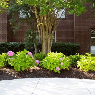 A well-maintained garden with blooming hydrangeas and shrubs in front of a brick building.