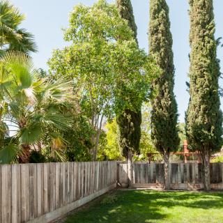 A sunny backyard with a wooden fence and tall trees.