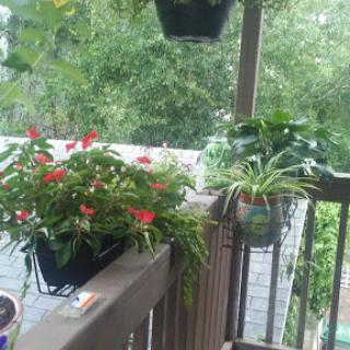 A vibrant display of flowers and plants on a rainy balcony.