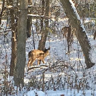 Deer walking through a snowy forest landscape.