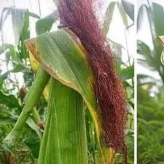 A creative representation of a figure made from corn plants, showcasing the beauty of nature and artistry.