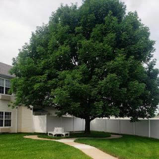 A large, lush tree stands beside a winding pathway, creating a serene outdoor space.