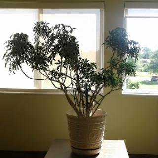 A lush indoor plant basking in natural sunlight.