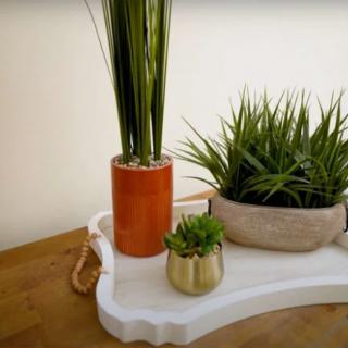 A collection of potted indoor plants displayed on a decorative tray.