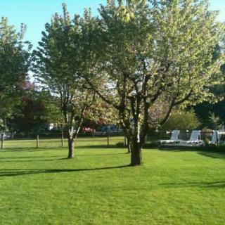 A peaceful garden with green grass and trees under a clear blue sky.
