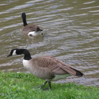 Two geese, one walking by the pond while the other swims.