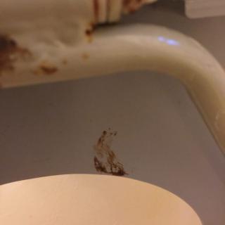 A small moth resting on the rim of a cup indoors.