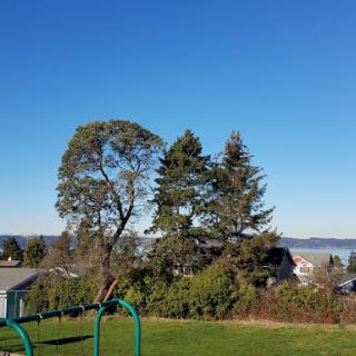A serene view of trees against a clear blue sky, with a playground in the foreground.
