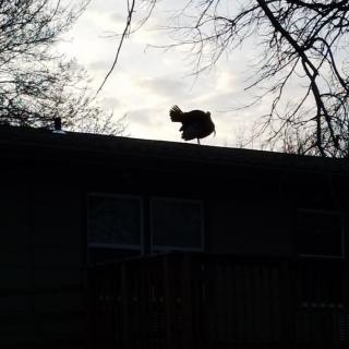A bird silhouetted against the evening sky, perched on a rooftop.
