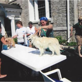 People grooming dogs on a table outside in the sunlight.