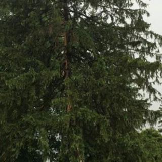 A tall evergreen tree stands in a natural outdoor setting.