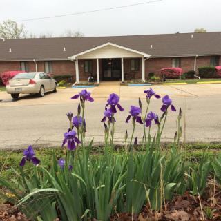 Purple irises bloom in the foreground with a building and parked cars in the background.