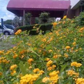 A vibrant garden filled with yellow flowers under a maroon canopy.
