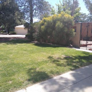 A sunny yard with a well-maintained lawn, bushes, and a sidewalk leading to a gate.