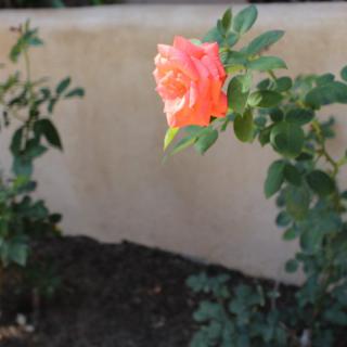 A vibrant orange rose in full bloom against a garden backdrop.