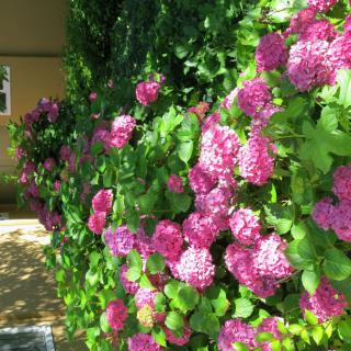 A lush garden with vibrant pink hydrangeas in full bloom.