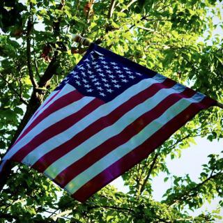 An American flag fluttering among the trees on a sunny day.