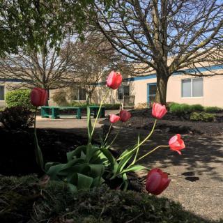 A vibrant cluster of pink tulips in full bloom under a clear blue sky, surrounded by trees and buildings.