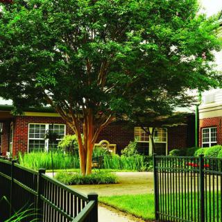 A tree stands in a garden surrounded by a black fence and adjacent to a brick building.