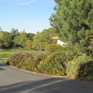 A scenic view of a winding road surrounded by lush greenery and tall trees.