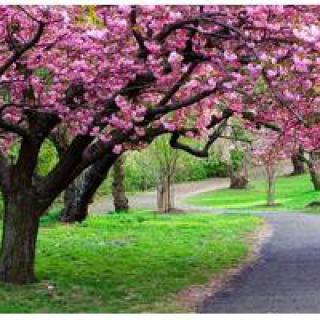 A serene park pathway lined with blooming cherry blossom trees.