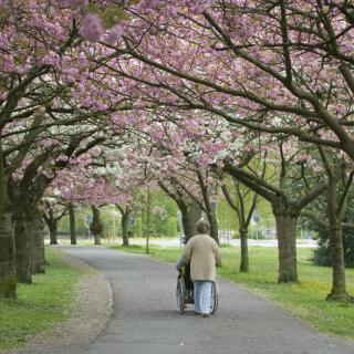 An elderly person in a wheelchair is being pushed through a park pathway lined with cherry blossom trees in full bloom.