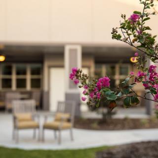 A close-up of pink flowers with an outdoor patio setting in the background.