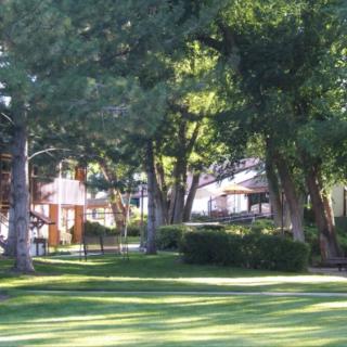A peaceful park with lush green grass and tall trees.