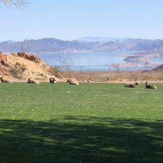 A serene landscape featuring grazing sheep on green grass, with mountains and a lake in the background.