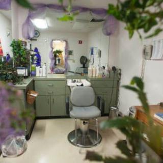 A cozy hair salon interior featuring a styling chair, mirror, and decorative plants.
