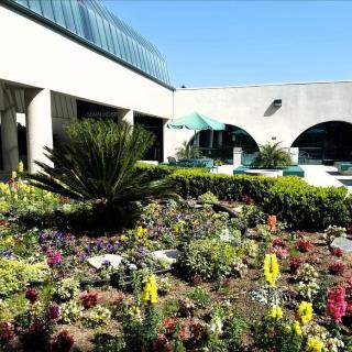 A beautiful courtyard garden with a variety of colorful flowers and lush greenery surrounded by modern architecture under a clear blue sky.