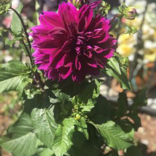 A vibrant purple dahlia blooming in a garden.