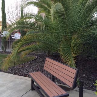 A wooden bench placed near a palm tree along a sidewalk in a garden setting.