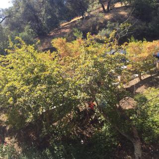 A scenic view of lush trees under the sunlight in a hilly landscape.