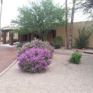 A desert garden with purple flowering shrubs and trees in front of a house.