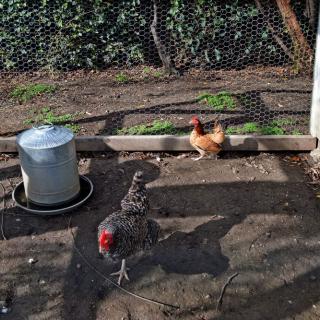 Chickens roaming in a coop on a sunny day.