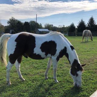 A pinto horse grazing in a sunny pasture.