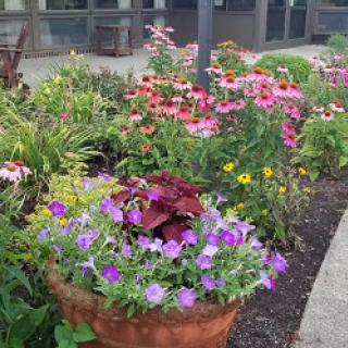 A vibrant garden full of blooming flowers, showcasing a variety of colors and species.
