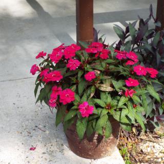 A vibrant potted plant with pink flowers and lush green leaves placed outdoors.