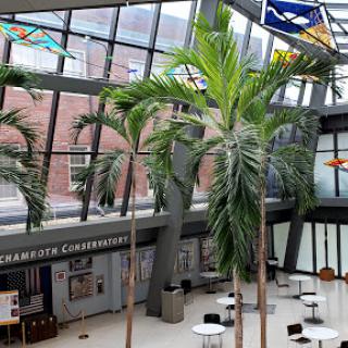 A spacious indoor area featuring a glass ceiling and palm trees, creating a bright and airy atmosphere.